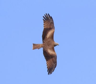 Zwarte Wouw - Black Kite