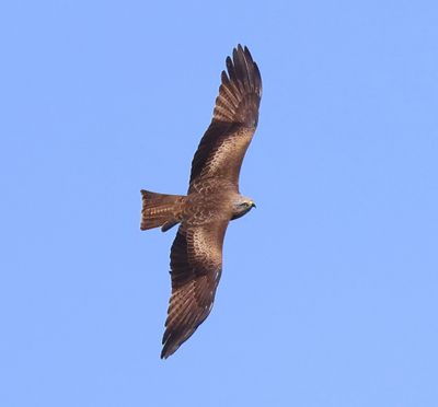 Zwarte Wouw - Black Kite