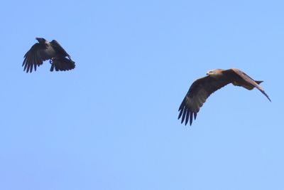 Zwarte Wouw - Black Kite
