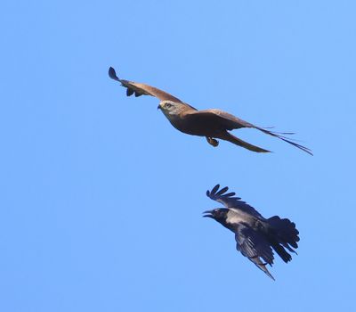 Zwarte Wouw - Black Kite