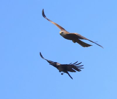 Zwarte Wouw - Black Kite