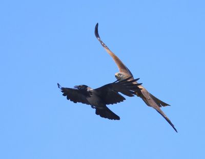 Zwarte Wouw - Black Kite