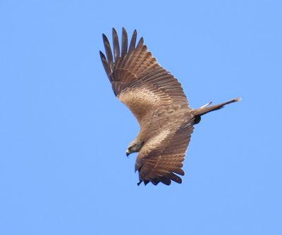 Zwarte Wouw - Black Kite