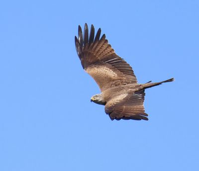 Zwarte Wouw - Black Kite