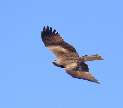 Zwarte Wouw - Black Kite