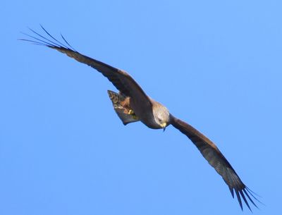 Zwarte Wouw - Black Kite