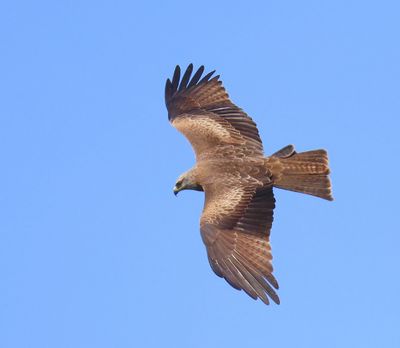 Zwarte Wouw - Black Kite