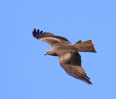 Zwarte Wouw - Black Kite