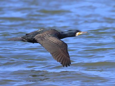 Aalscholver - Great Cormorant