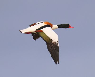 Bergeend - Common Shelduck