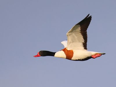 Bergeend - Common Shelduck
