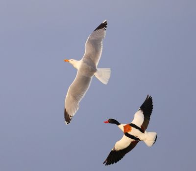 Bergeend - Common Shelduck