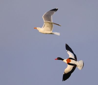 Bergeend - Common Shelduck