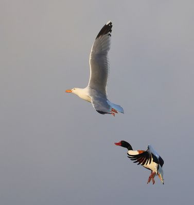 Bergeend - Common Shelduck