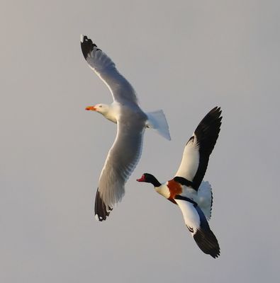 Bergeend - Common Shelduck