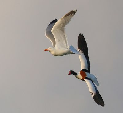 Bergeend - Common Shelduck