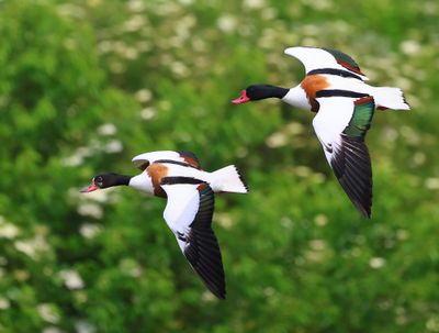 Bergeend - Common Shelduck