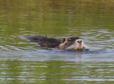 Beverrat - Nutria