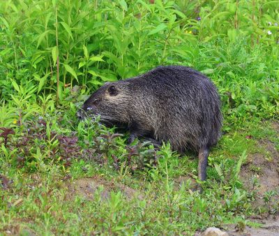 Beverrat - Nutria