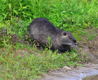 Beverrat - Nutria