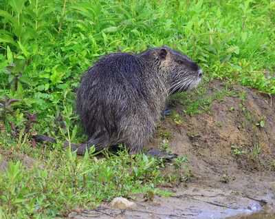 Beverrat - Nutria