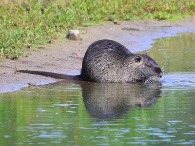 Beverrat - Nutria