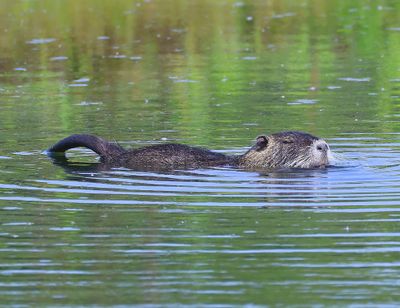 Beverrat - Nutria