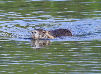 Beverrat - Nutria