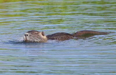 Beverrat - Nutria