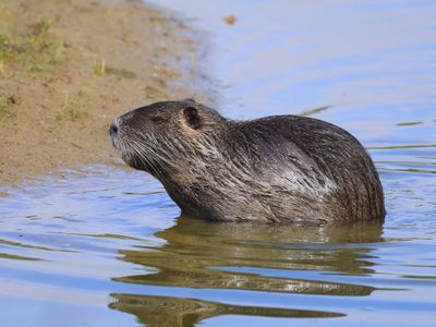 Beverrat - Nutria