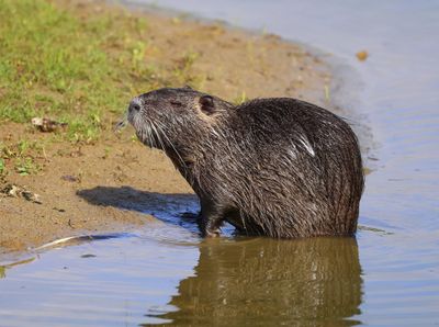 Beverrat - Nutria