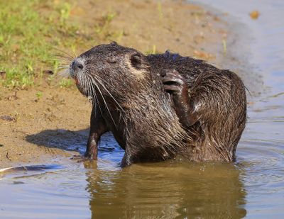 Beverrat - Nutria