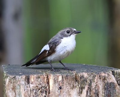 Bonte Vliegenvanger - European Pied Flycatcher