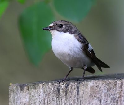 Bonte Vliegenvanger - European Pied Flycatcher