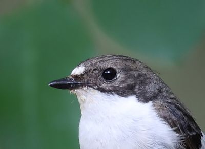 Bonte Vliegenvanger - European Pied Flycatcher