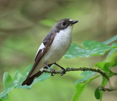 Bonte Vliegenvanger - European Pied Flycatcher