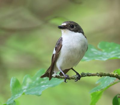 Bonte Vliegenvanger - European Pied Flycatcher