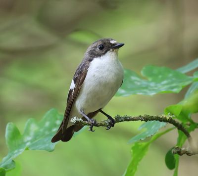 Bonte Vliegenvanger - European Pied Flycatcher