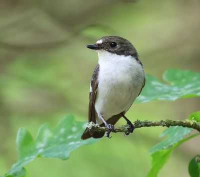 Bonte Vliegenvanger - European Pied Flycatcher