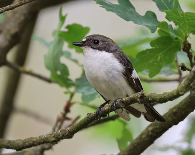 Bonte Vliegenvanger - European Pied Flycatcher