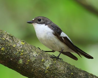 Bonte Vliegenvanger - European Pied Flycatcher