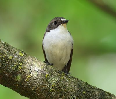 Bonte Vliegenvanger - European Pied Flycatcher