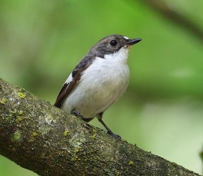 Bonte Vliegenvanger - European Pied Flycatcher