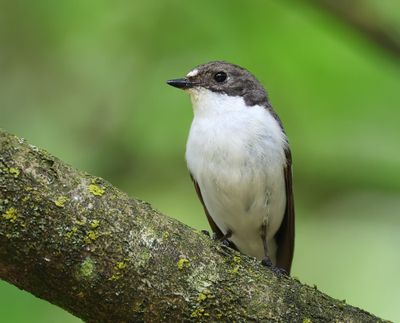 Bonte Vliegenvanger - European Pied Flycatcher