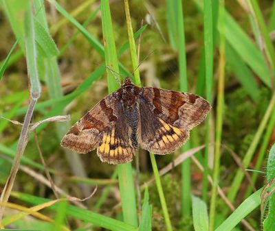 Bruine Daguil - Burnet Companion Moth