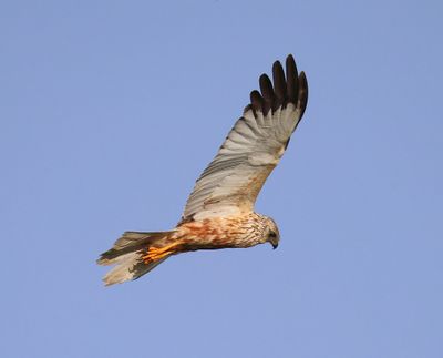 Bruine Kiekendief - Western Mash Harrier
