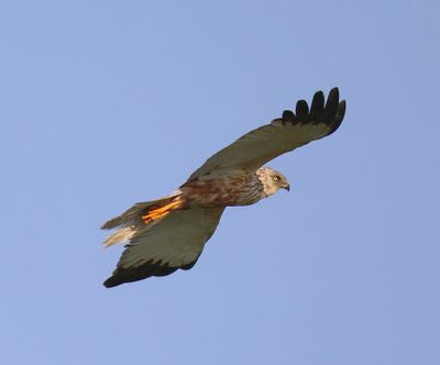Bruine Kiekendief - Western Mash Harrier