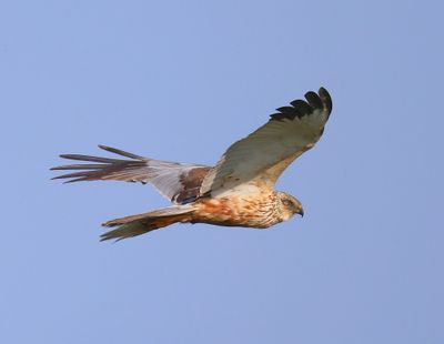 Bruine Kiekendief - Western Mash Harrier