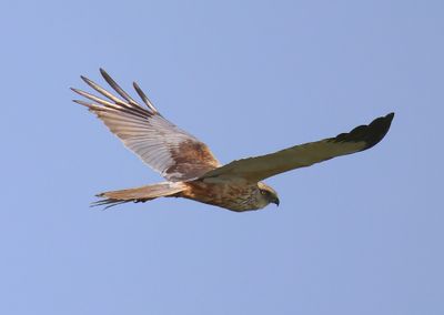 Bruine Kiekendief - Western Mash Harrier