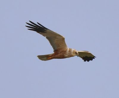 Bruine Kiekendief - Western Mash Harrier